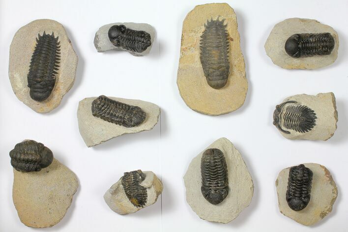Lot: Assorted Devonian Trilobites - Pieces #119933